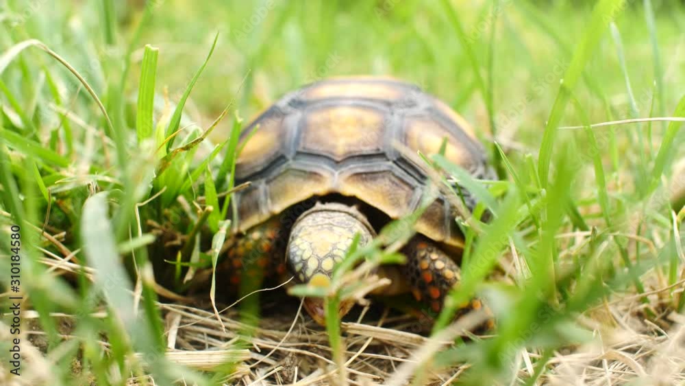 Little Turtle Eating Dry Grass in a Green Garden Little Turtle Eating Dry Grass in a Green Garden