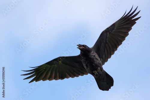 Immature Common Raven cries and flies in blue sky with stretched wings and tail and open beak