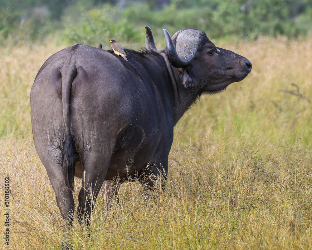 Cape buffalo Cape buffalo
