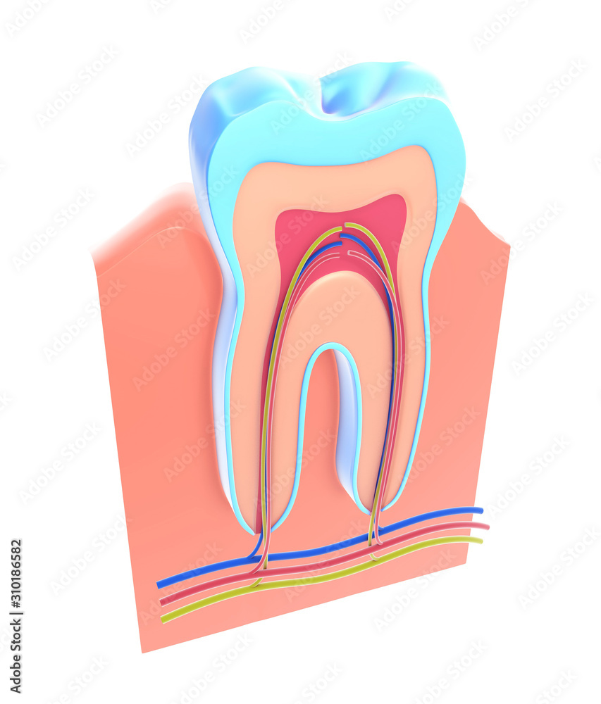 3d illustration of the section of a tooth showing the anatomical interior. The gum, capillary vessels and the nerve. 3d illustration of the section of a tooth showing the anatomical interior. The gum, capillary vessels and the nerve.