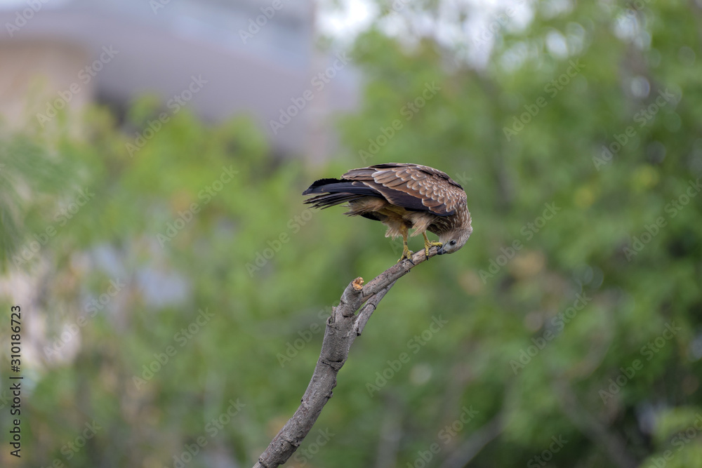 Black Kite Black Kite