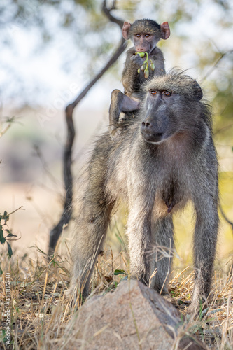 Mother baboon and baby