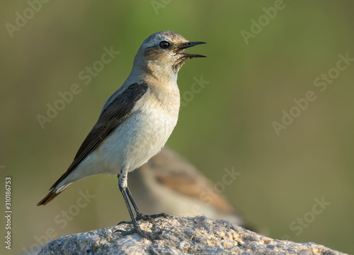 Female Northern Wheatear perched on large stone with open beak being thirsty and calling loudly