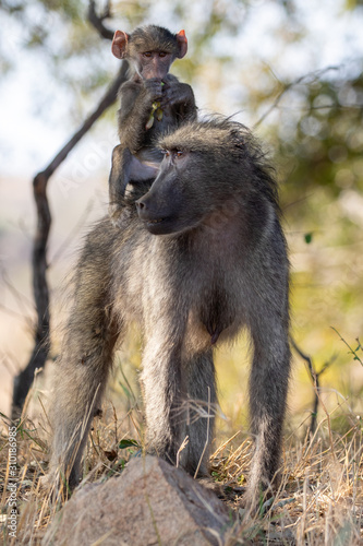 Mother baboon and baby © Kyle