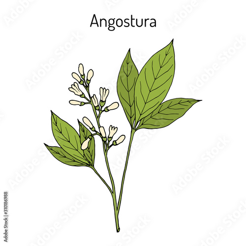 Angostura trifoliata, medicinal plant