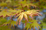 The bright green-red japanize maple branch