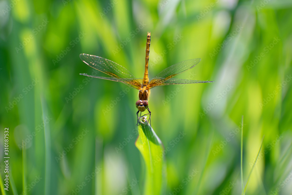 The yellow-brown dragonfly is on a green leaf