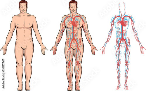 white background Vector illustration of a circulatory system
