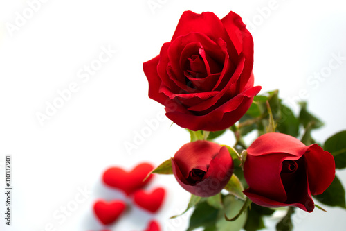 red rose and heart isolated on white background , vaientine day