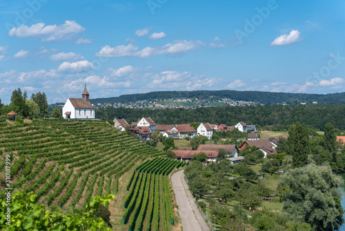 Vineyard with Saint Nicholas Mountain church in Rheinau in Switz photo