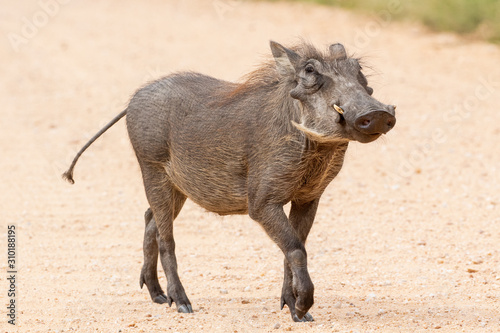 Cheeky warthog photo