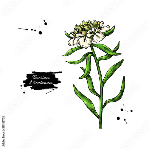 Teucrium montanum vector drawing. Isolated medical flower and leaves.