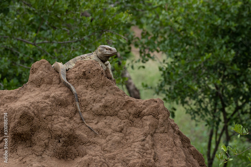 Rock monitor lizard photo