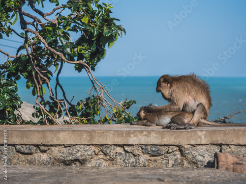 The mother monkey was sitting and searching for and eliminating the baby's insects by the sea. Makes the baby monkey comfortable and without disturbing insects
