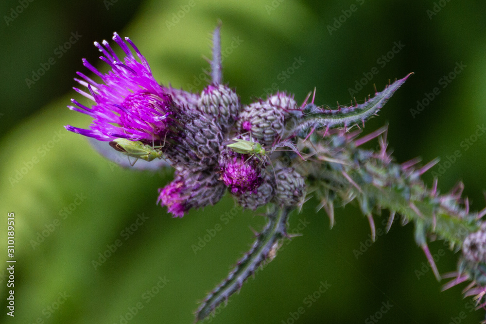Distel 6