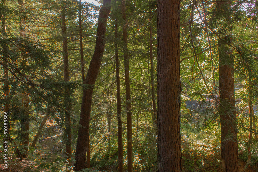 Obraz premium trees in the forest