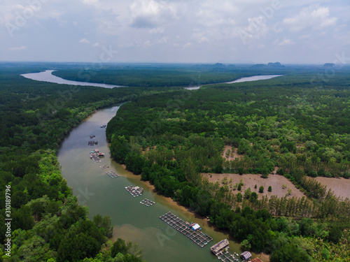 Green mangrove tropical rain forest aerial view