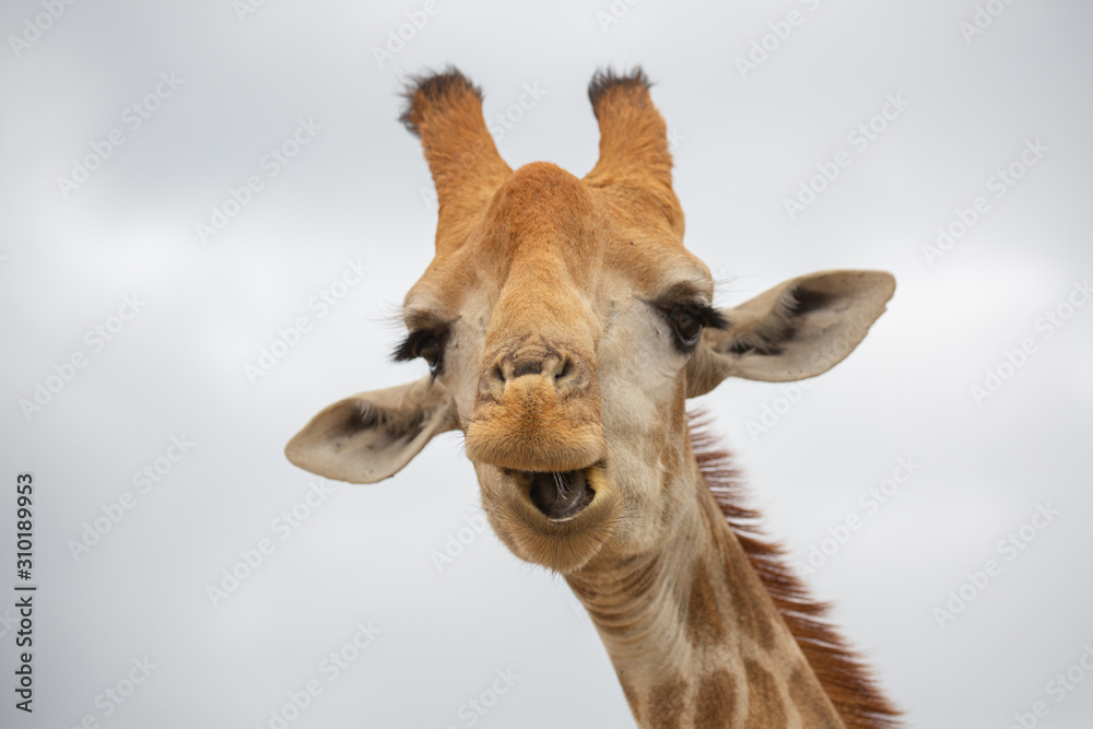 Naklejka premium Giraffe Portrait