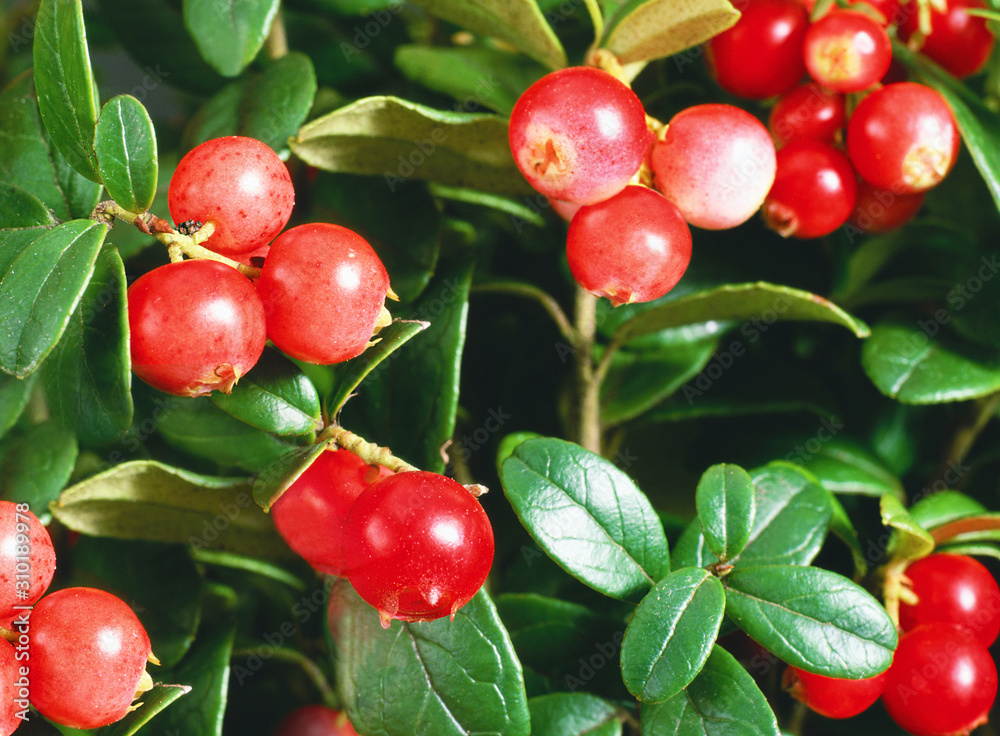 Obraz premium On the branches hangs a large round cranberries .Texture or background
