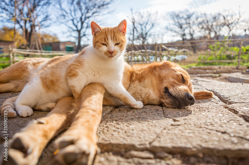 dog and cat play together. cat and dog lying outside in the yard. kitten sucks dog breast milk. dog and cat best friends. love between animals.