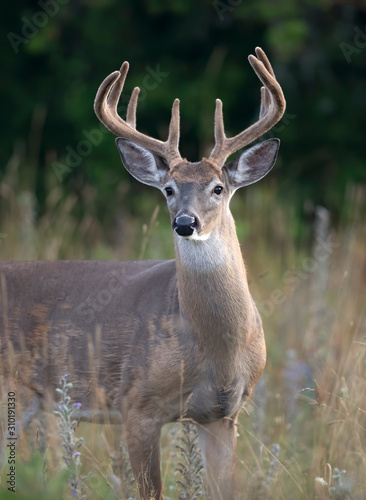 A wild White-tailed deer buck with velvet antlers on an early morning in summer in Canada  © Jim Cumming