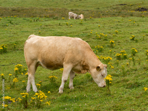 Cattle grazing on landscape, Cliffs of Moher, Lahinch, County Clare, Ireland photo