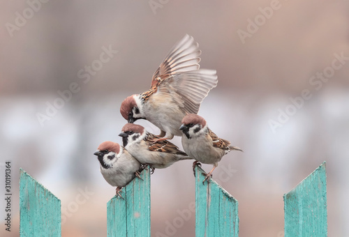 group of small funny birds sparrows sit on a wooden fence on top of each othe...