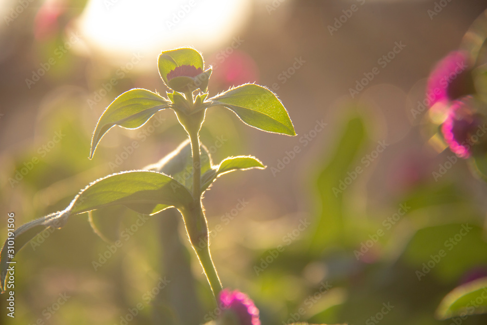 Gomphrena globosa in the garden with sunlight. Gomphrena globosa in the garden with sunlight.