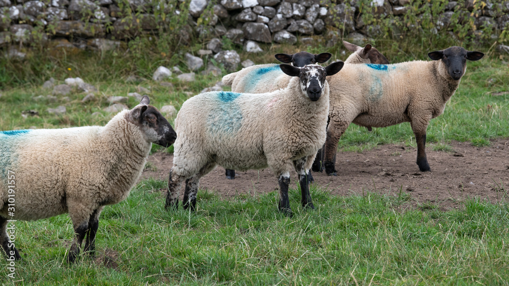 Fototapeta premium Sheep on a farm, Tuam, County Galway, Ireland