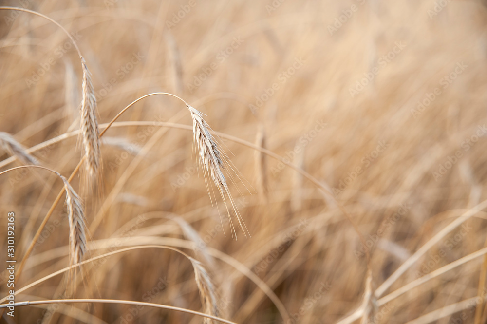 Fototapeta premium Ripening ears of wheat. Beautiful sunset in a sunny summer day.