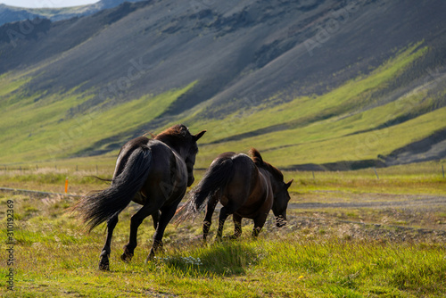 schwarze Islandpferde mit wehender M  hne reiten durch typische Island Landschaft