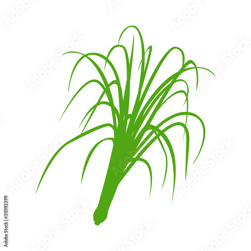 lemongrass Vector rose geranium flower flat vector on white background