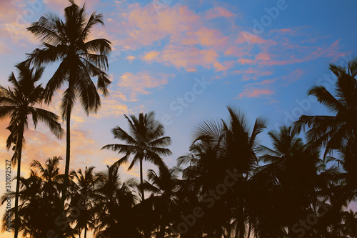 Dark silhouettes of coconut palm trees against colorful sunset sky on tropical island. Vacation and exotic travel concept background.