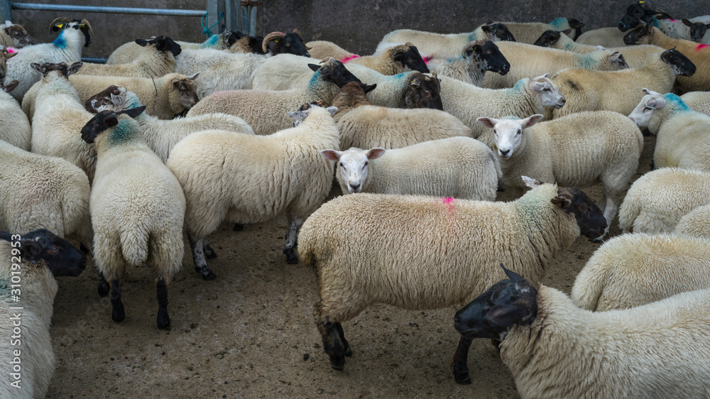 Flock of sheep in farm, Crossmolina, County Mayo, Ireland Flock of sheep in farm, Crossmolina, County Mayo, Ireland