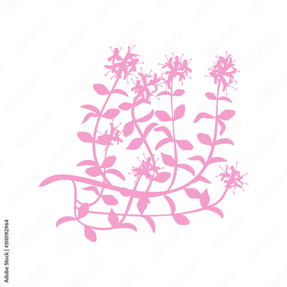 Watercolor thyme. Hand draw branches of thyme illustration. Herbs vector object isolated flat vector on white background illustration
