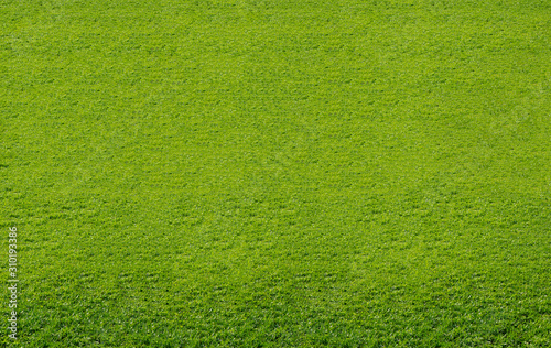 Green lawn pattern and texture background. Close-up.