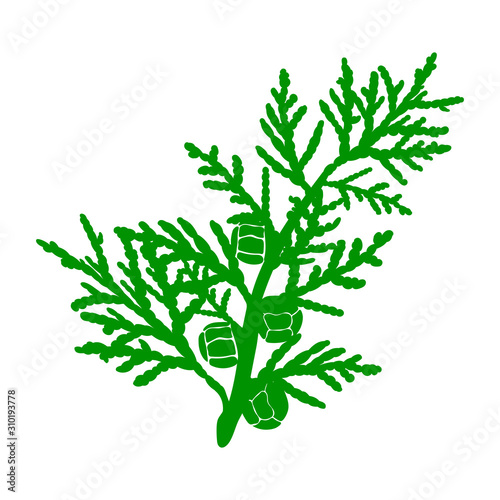 Cypress cedar flat silhouette icon isolated on a white background vector illustration