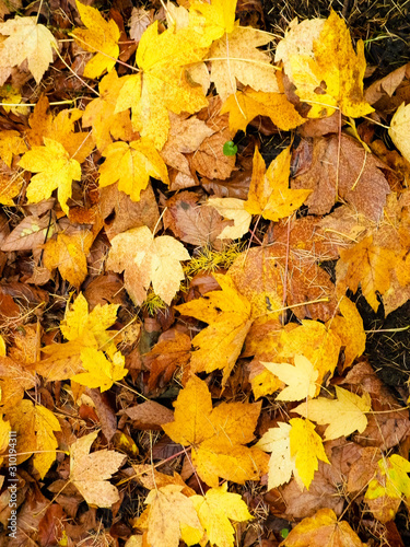 Yellow autumnal leaves as nature background.