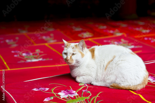 Photography White cat sitting on prayer cushions at the Jade Buddha Temple, Shanghai, China