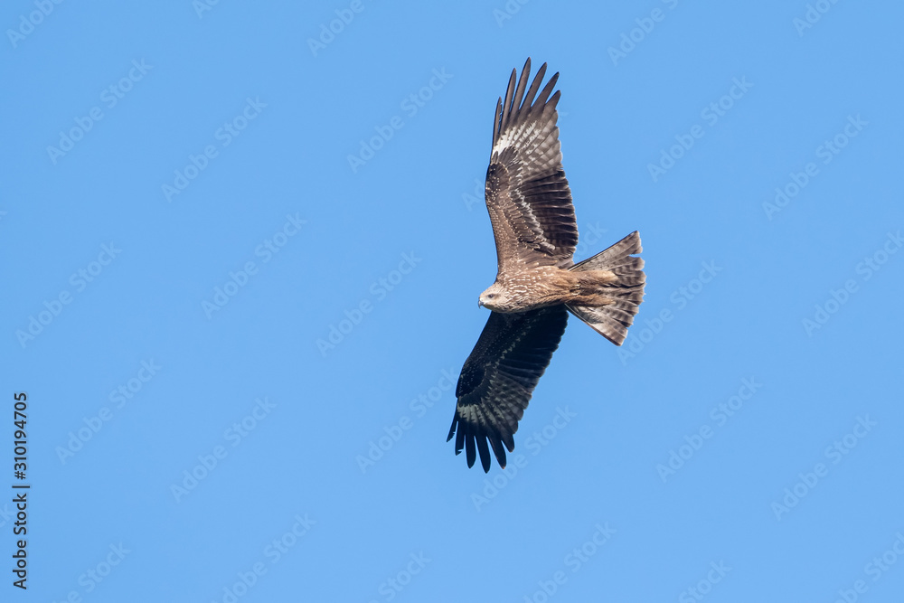 Fototapeta premium Milvus migrans (Black Kite), Crete