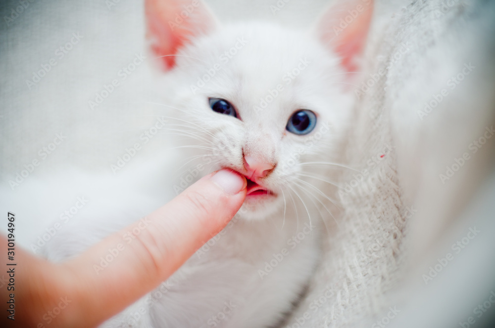 person hand playing with white cat puppy with blue eyes person hand playing with white cat puppy with blue eyes