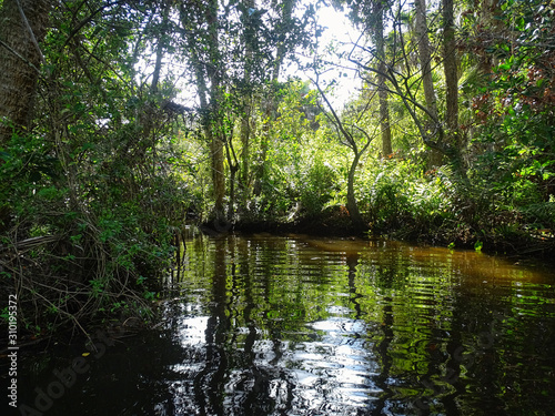 Fototapeta Naklejka Na Ścianę i Meble -  Wildlife Natur Everglades Florida