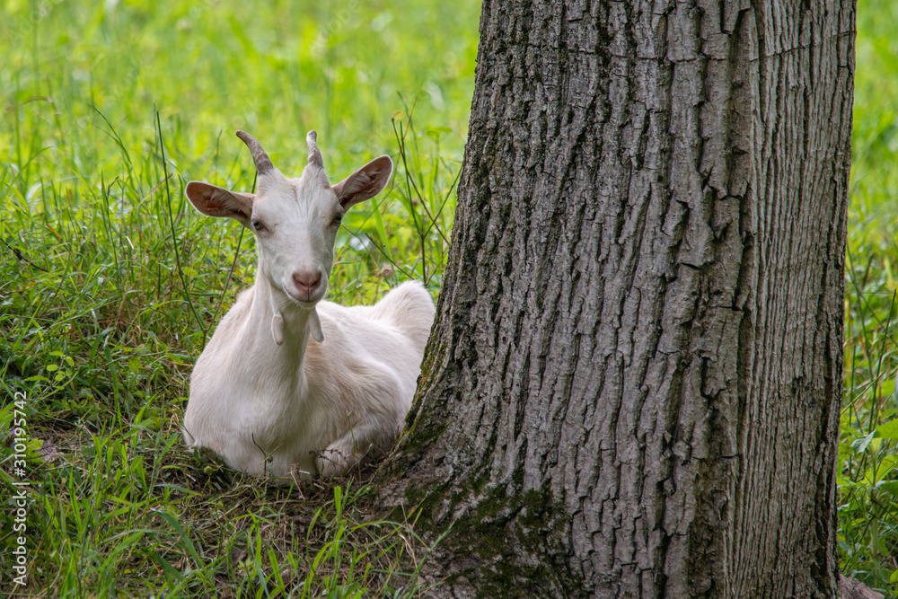 Fototapeta premium White goat laying down on grass