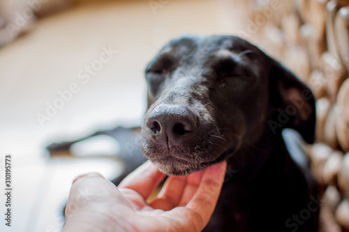 Close up of mutt dog muzzle