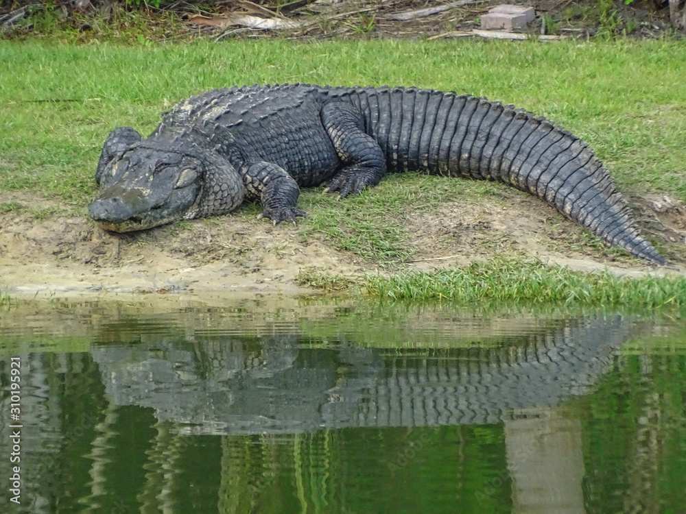Alligatoren Aligators Fort Myers Everglades Alligatoren Aligators Fort Myers Everglades