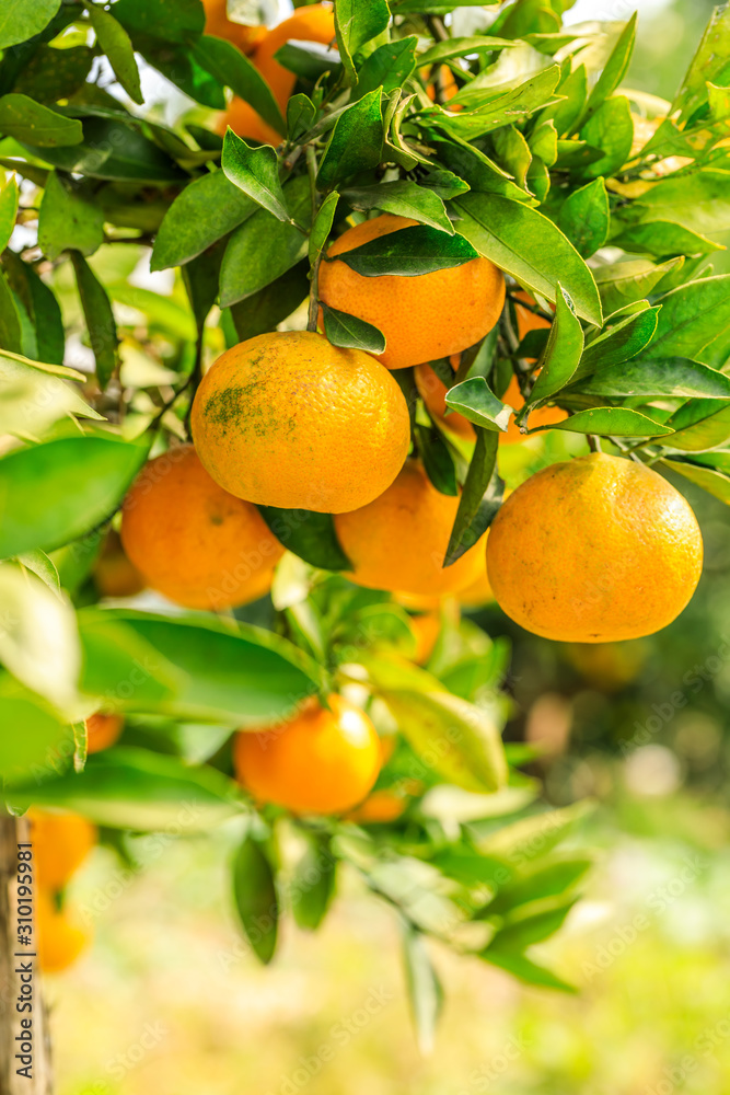 Ripe orange in the orange garden Ripe orange in the orange garden