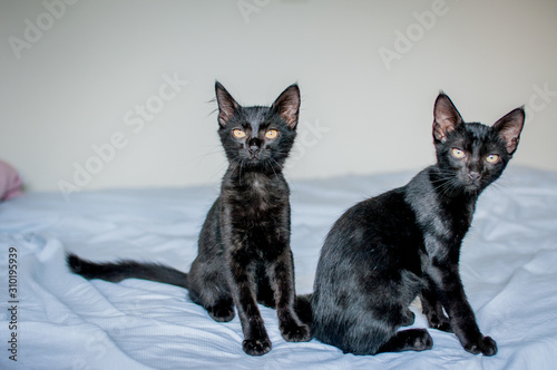 Black cat duo on the bed