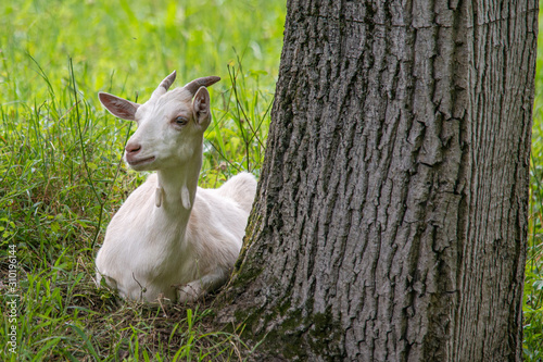 Fotografie White goat laying down on grass