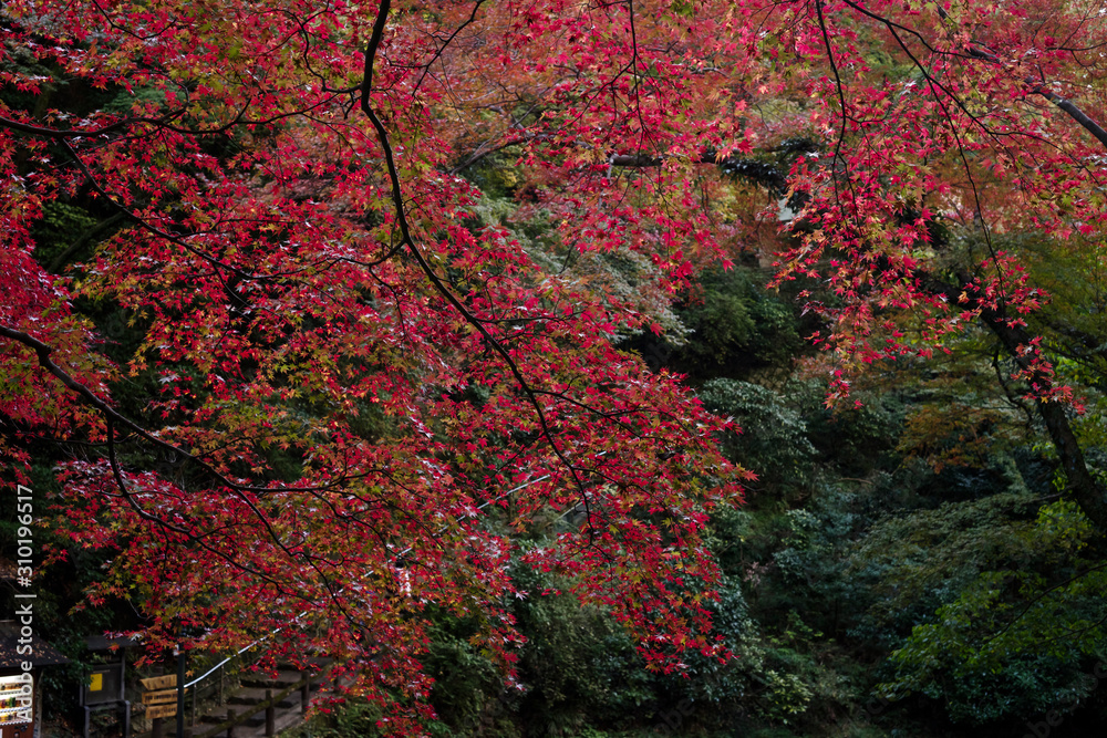 秋・箕面の紅葉