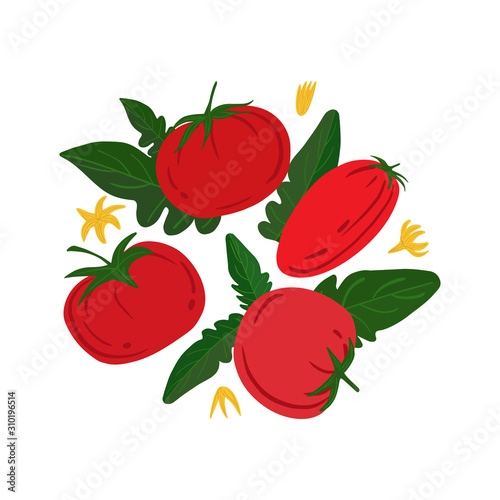 Fototapeta Naklejka Na Ścianę i Meble -  Ripe red tomatos and leaves on a white background. Hand draw vegetable print. Vector illustration.